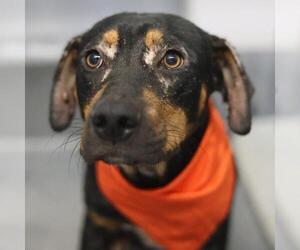 Plott Hound-Unknown Mix Dogs for adoption in San Antonio, TX, USA