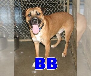 Mutt Dogs for adoption in Lawrenceburg, KY, USA