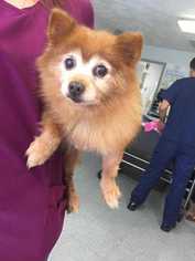 Pomeranian Dogs for adoption in Ardsley, NY, USA