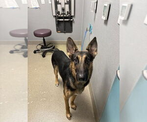 German Shepherd Dog-Unknown Mix Dogs for adoption in Las Vegas, NV, USA
