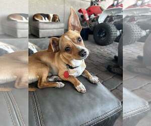 Chihuahua-Unknown Mix Dogs for adoption in Tempe , AZ, USA