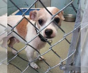 Chihuahua Dogs for adoption in Evansville, IN, USA