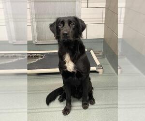 Labrador Retriever Dogs for adoption in Baytown, TX, USA