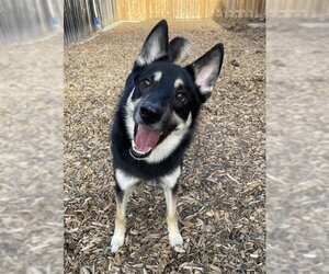Border Collie-Siberian Husky Mix Dogs for adoption in London, Ontario, Canada