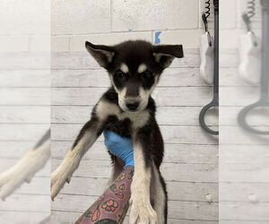 Siberian Husky-Unknown Mix Dogs for adoption in San Bernardino, CA, USA