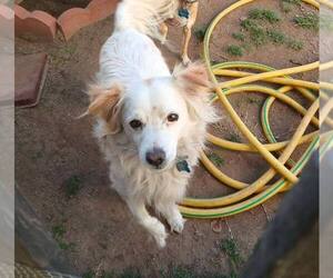 Cocker Spaniel-Unknown Mix Dogs for adoption in Calgary, Alberta, Canada