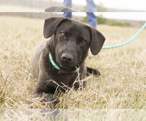 Labrador Retriever-Unknown Mix Dogs for adoption in Columbus, IN, USA