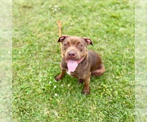Staffordshire Bull Terrier Dogs for adoption in Louisville, KY, USA