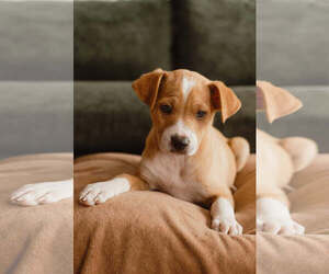 Dachsador Dogs for adoption in Mission Viejo, CA, USA