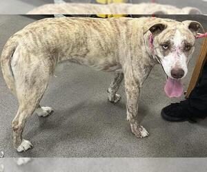 Boxer-Siberian Husky Mix Dogs for adoption in Forestville, MD, USA