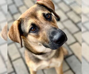 Mutt Dogs for adoption in Canton, CT, USA