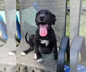 Staffordshire Bull Terrier-Unknown Mix Dogs for adoption in Tracy City, TN, USA