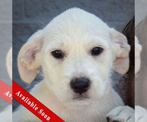 Mutt Dogs for adoption in Huntley, IL, USA