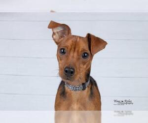 Minnie Jack Dogs for adoption in Tuscaloosa, AL, USA