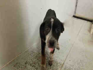 Pointer Dogs for adoption in Conroe, TX, USA