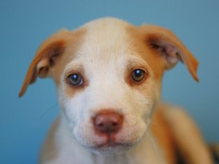 Medium Photo #1 Labrador Retriever-Siberian Husky Mix Puppy For Sale in Cookeville, TN, USA