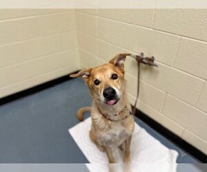 Golden Shepherd Dogs for adoption in Denver, CO, USA