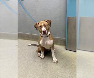 Mutt Dogs for adoption in Las Vegas, NV, USA