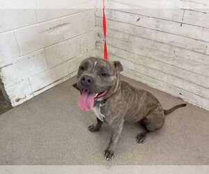 American Pit Bull Terrier Dogs for adoption in San Bernardino, CA, USA