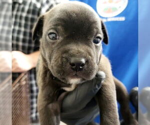 American Pit Bull Terrier-Unknown Mix Dogs for adoption in San Bernardino, CA, USA