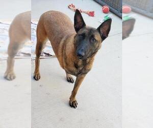 Mutt Dogs for adoption in Gilbert, AZ, USA