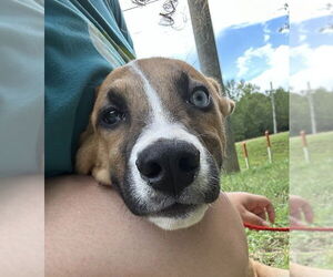 German Shepherd Dog-Huskies  Mix Dogs for adoption in Wetumpka, AL, USA