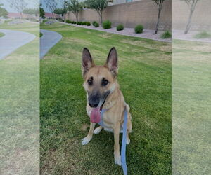 German Shepherd Dog-Unknown Mix Dogs for adoption in Chandler, AZ, USA