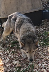 Siberian Husky Dogs for adoption in Pottstown, PA, USA