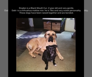 Mountain Cur Dogs for adoption in Madison, AL, USA
