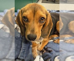 Beagle-Unknown Mix Dogs for adoption in Warrenton, VA, USA