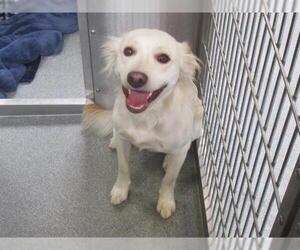 Golden Retriever-Unknown Mix Dogs for adoption in Orange, CA, USA