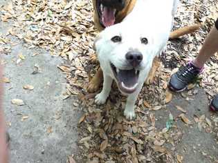 Jack Russell Terrier-Unknown Mix Dogs for adoption in Orangeburg , SC, USA