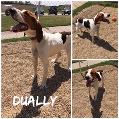Treeing Walker Coonhound Dogs for adoption in Tremont, IL, USA