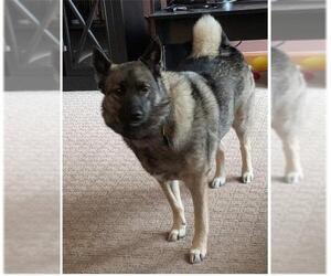 Norwegian Elkhound Dogs for adoption in NEWPORT NH, NH, USA