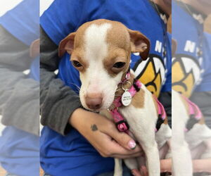 Chihuahua-Unknown Mix Dogs for adoption in Candler, NC, USA