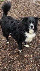 Border Collie Dogs for adoption in South Park, PA, USA