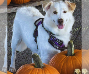Great Pyrenees-Unknown Mix Dogs for adoption in Spring Lake, NC, USA