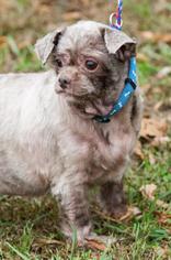 Shih Tzu Dogs for adoption in Johnson City, TN, USA