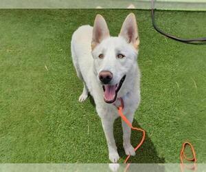 German Shepherd Dog-Unknown Mix Dogs for adoption in Las Vegas, NV, USA