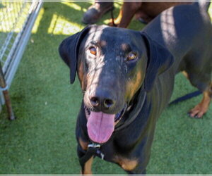 Doberman Pinscher-Unknown Mix Dogs for adoption in Martinez, CA, USA