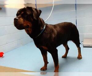 Rottweiler-Unknown Mix Dogs for adoption in Moreno Valley, CA, USA
