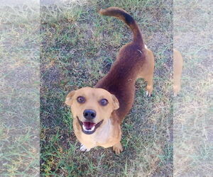 Chiweenie Dogs for adoption in Omaha, NE, USA