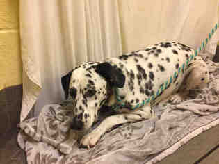 Dalmatian Dogs for adoption in Forestville, MD, USA