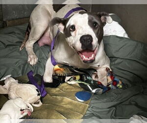American Pit Bull Terrier Dogs for adoption in San Bernardino, CA, USA