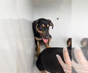 Doberman Pinscher-Unknown Mix Dogs for adoption in Houston, TX, USA