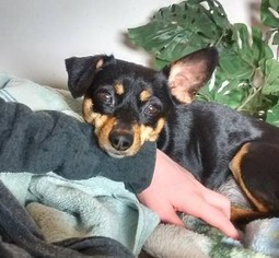 Medium Photo #1 Chipin Puppy For Sale in Poughkeepsie, GA, USA