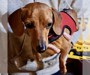 Dachshund Dogs for adoption in Batavia, OH, USA