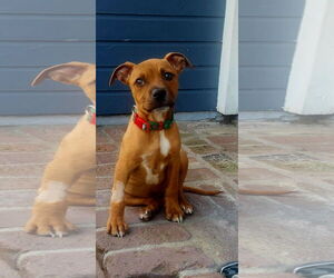 American Staffordshire Terrier-Unknown Mix Dogs for adoption in San Juan Capistrano, CA, USA
