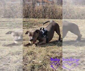 Mutt Dogs for adoption in Monte Vista, CO, USA