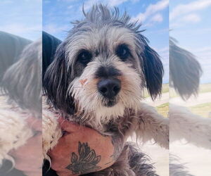 Shih Tzu-Unknown Mix Dogs for adoption in Grafton, WI, USA
